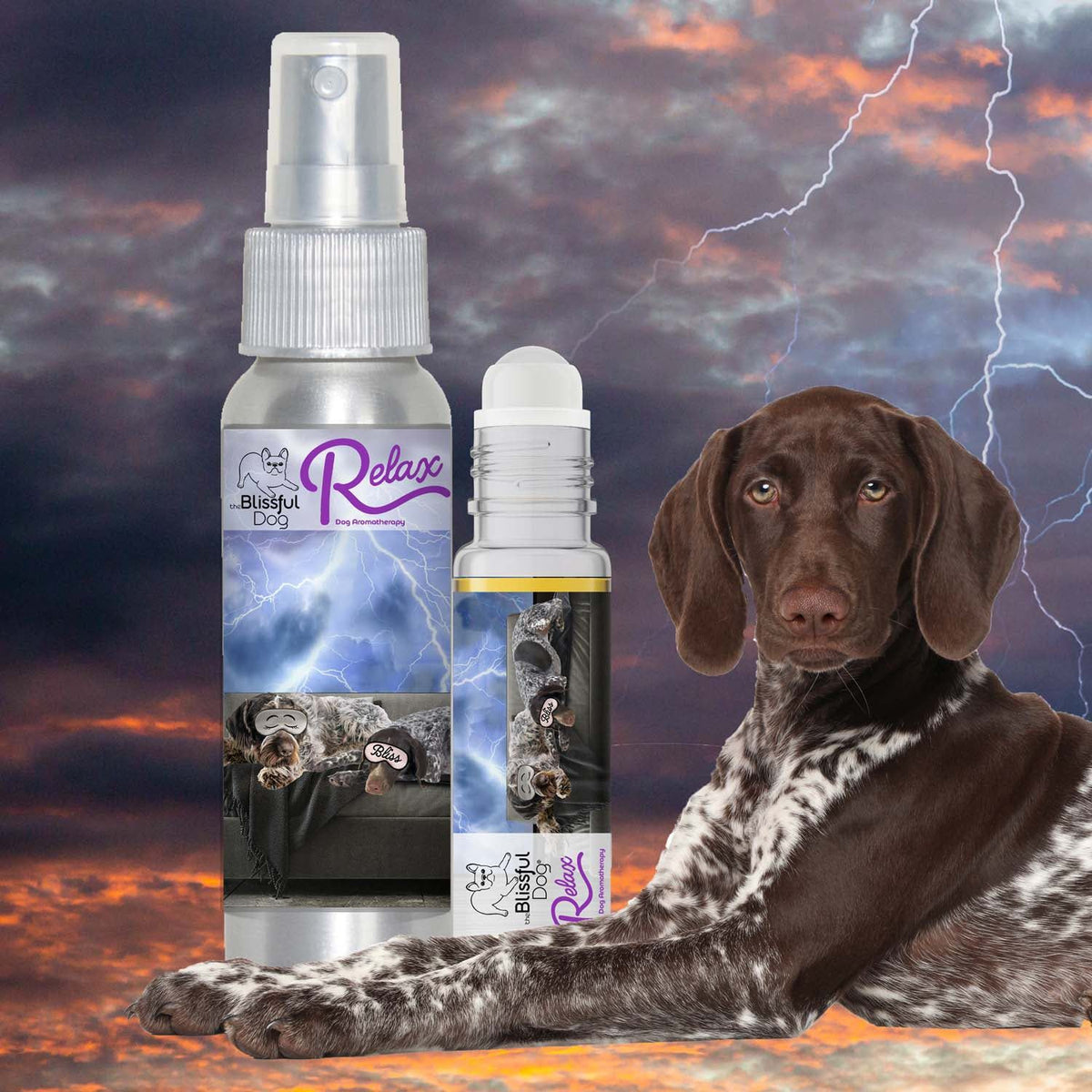 German shorthair Pointer scared