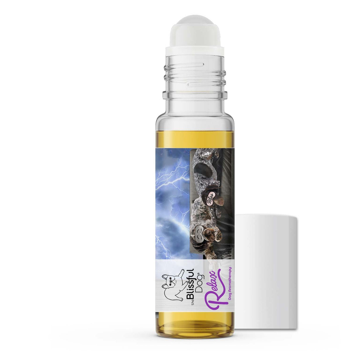 german wirehair pointer afraid thunder