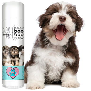 havanese dog boo boo butter