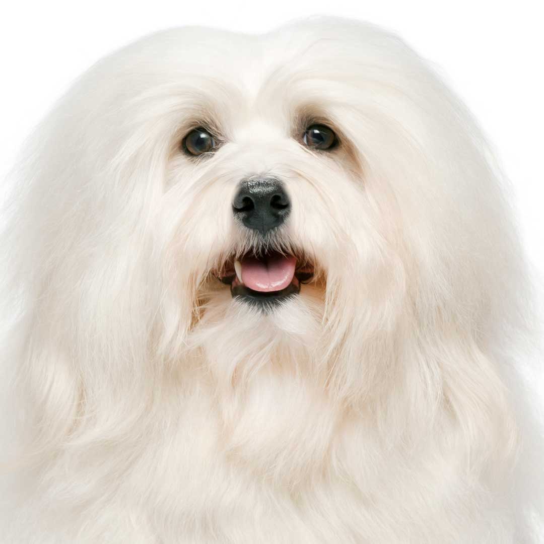 white havanese dog