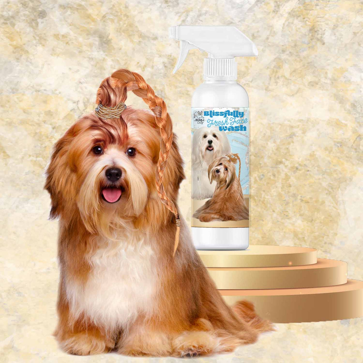 Havanese dog care