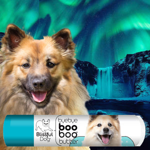 icelandic sheepdog boo boo butter