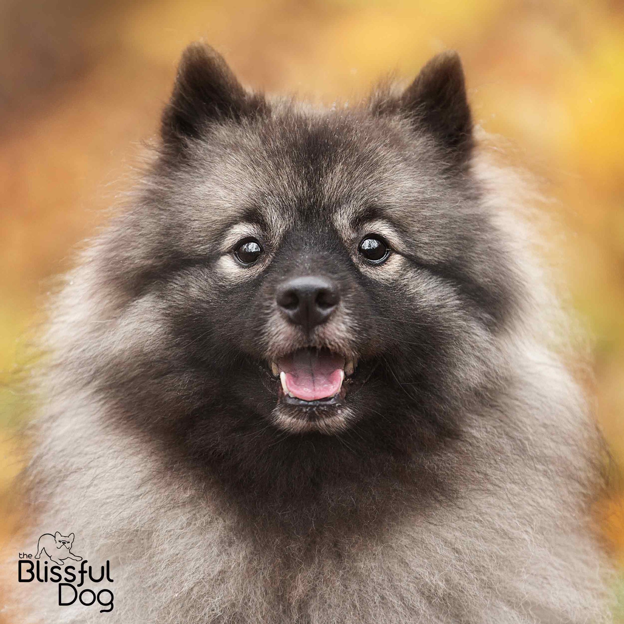 keeshond spectacles