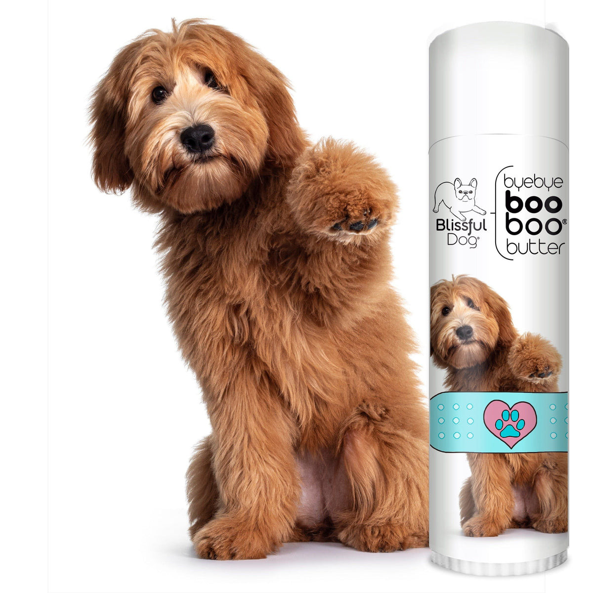 labradoodle scratches