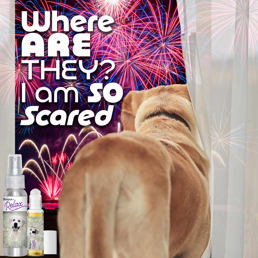 lab afraid fireworks