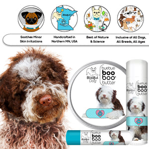 lagotto romagnolo care