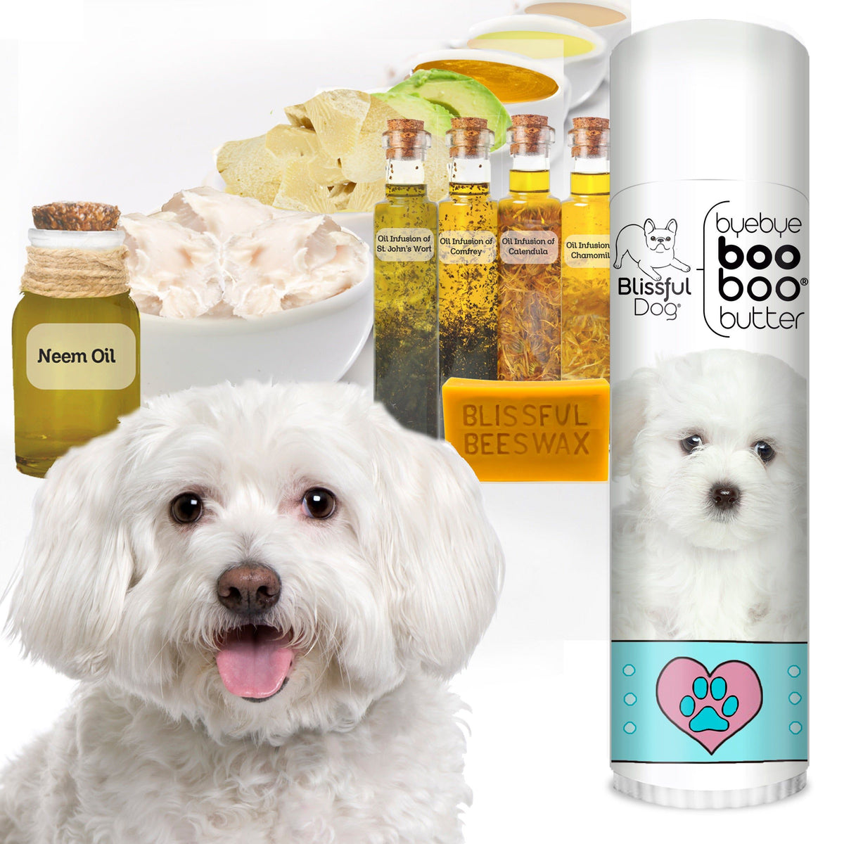 maltese has itchy skin