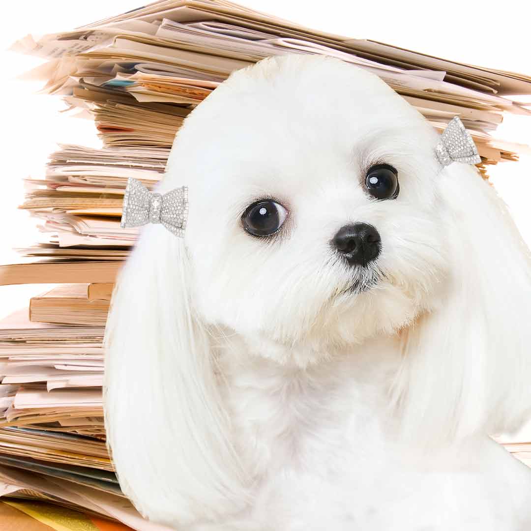 Maltese dog paperwork