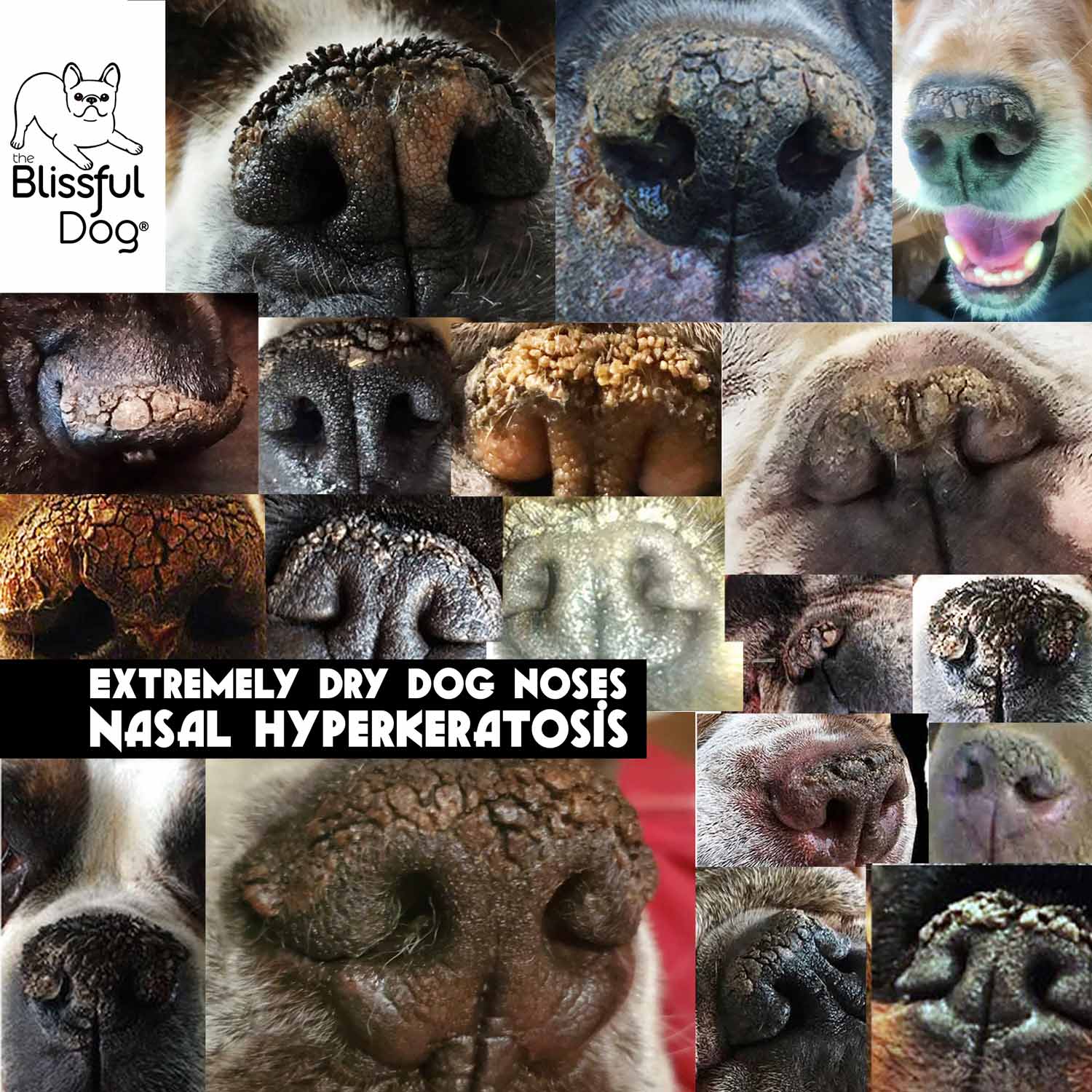 NASAL HYPERKERATOSIS DRY DOG NOSES
