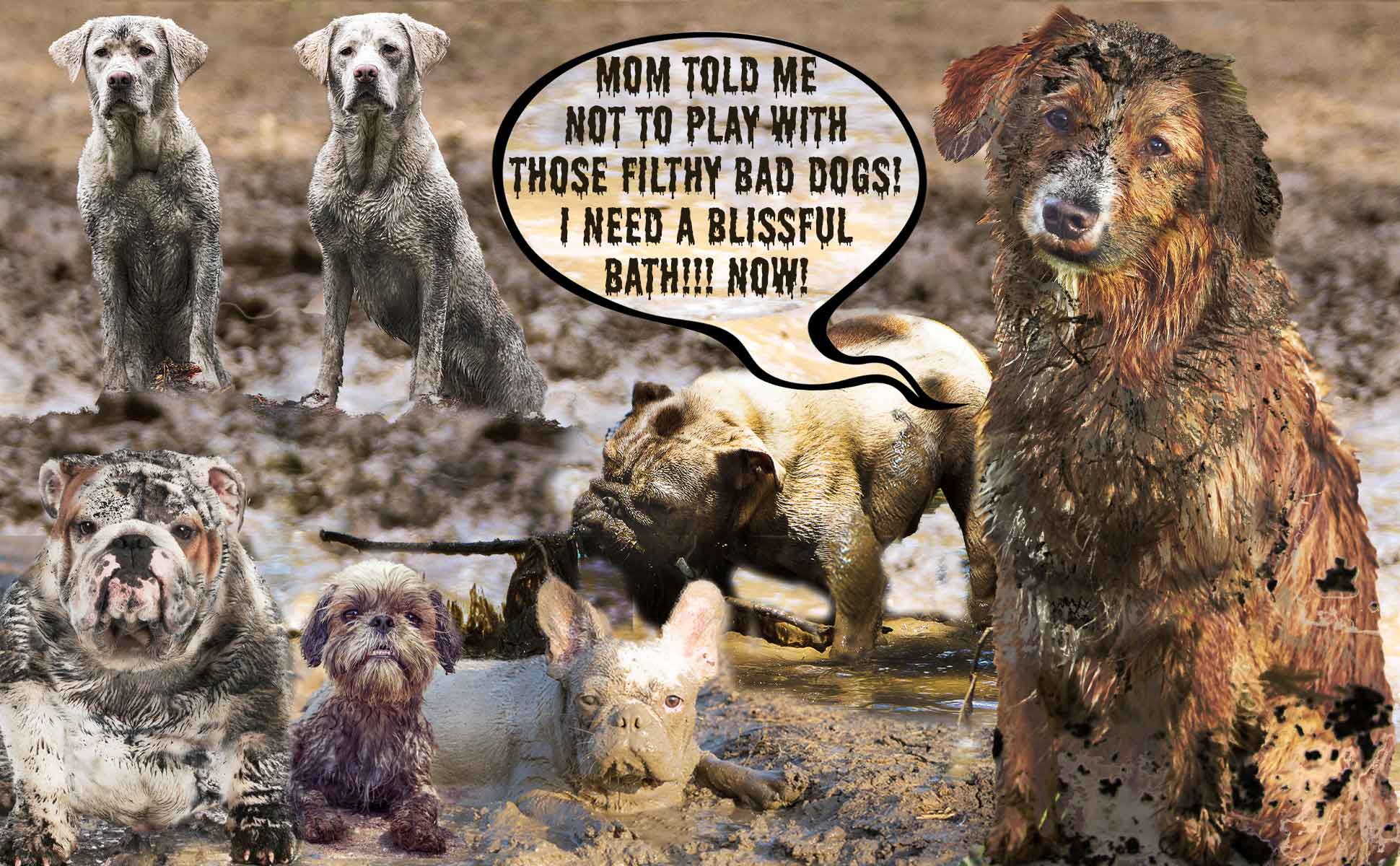 filthy muddy dogs