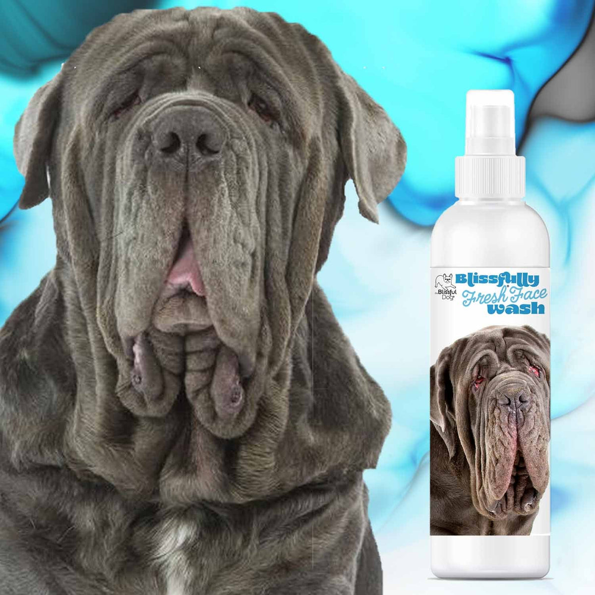 Neapolitan Mastiff face smelly
