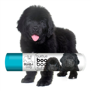 newfoundland dog care