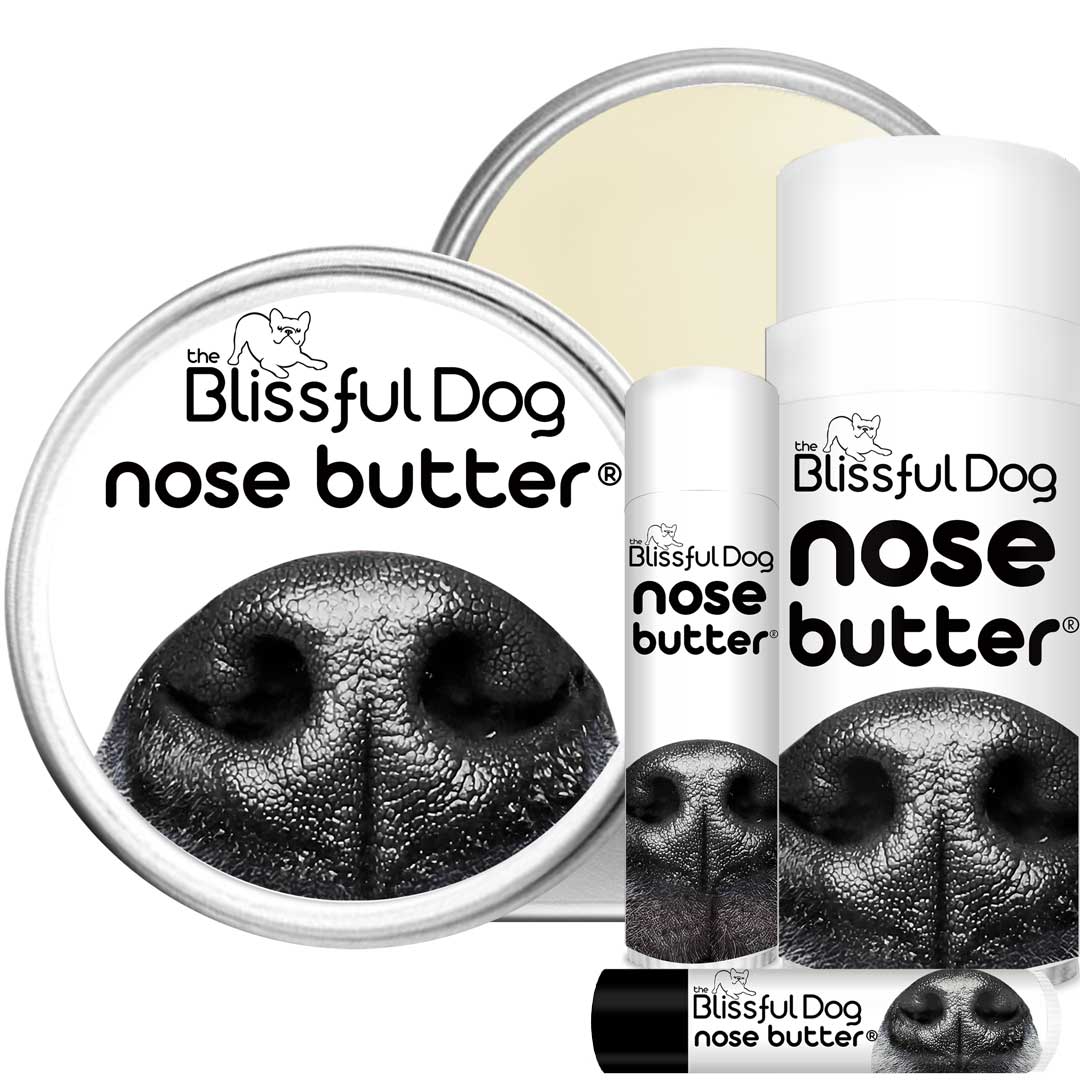 dog dry nose help