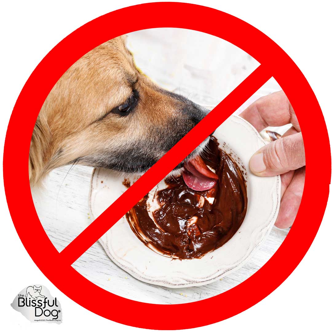 Is Chocolate Really That Bad for Dogs? - The Blissful Dog