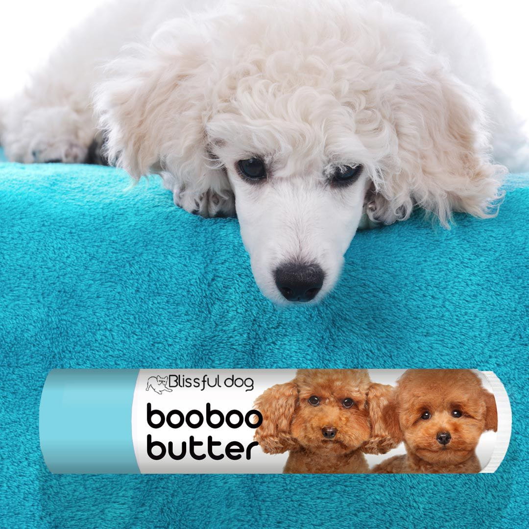 The Blissful Dog Boo Boo Butter Soothes Bichon Frise Skin Irritations