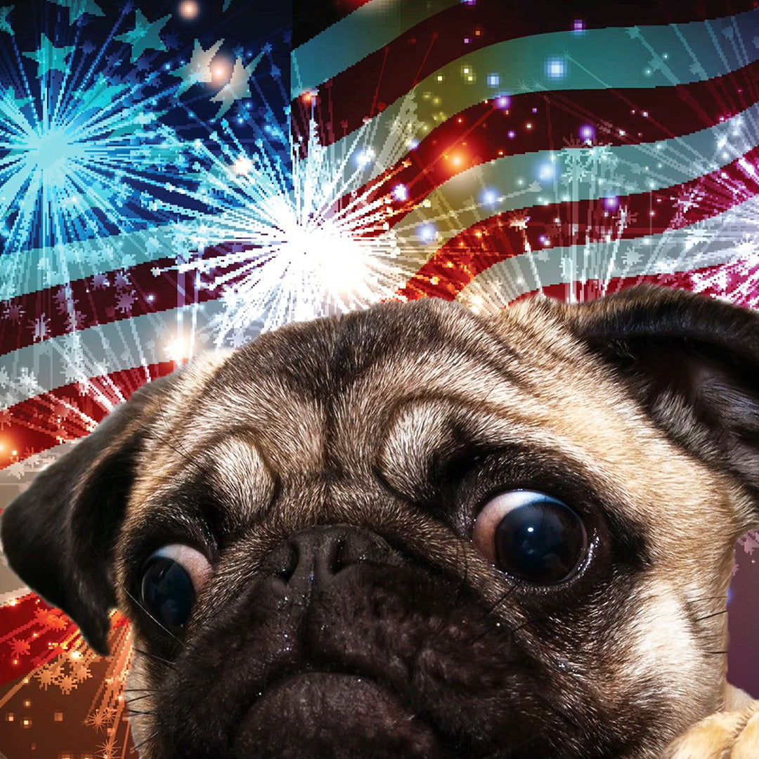pug afraid of fireworks