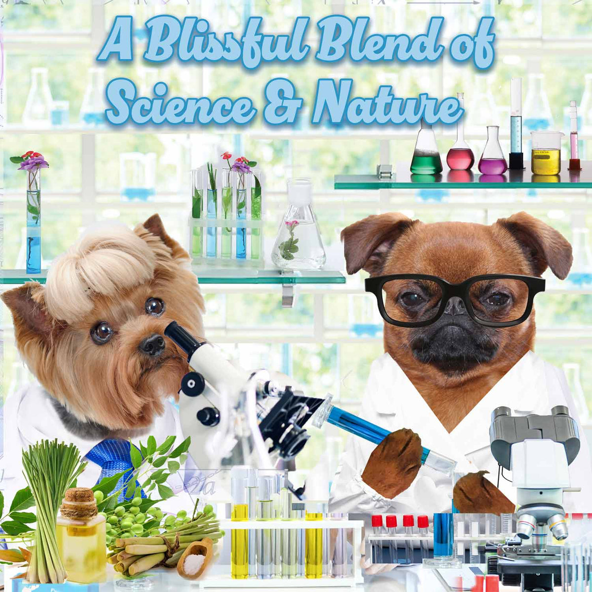 Blissfully Clean Holiday Shampoo Combo