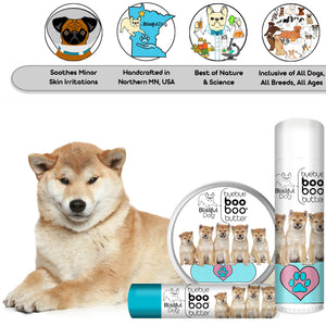 shiba inu has dry skin