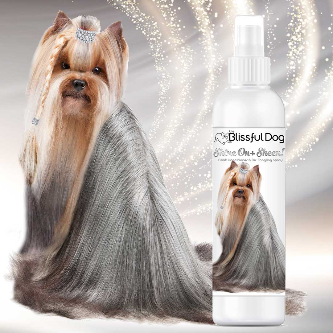 Dog hair fashion conditioner spray