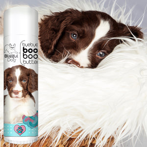 springer spaniel skin care