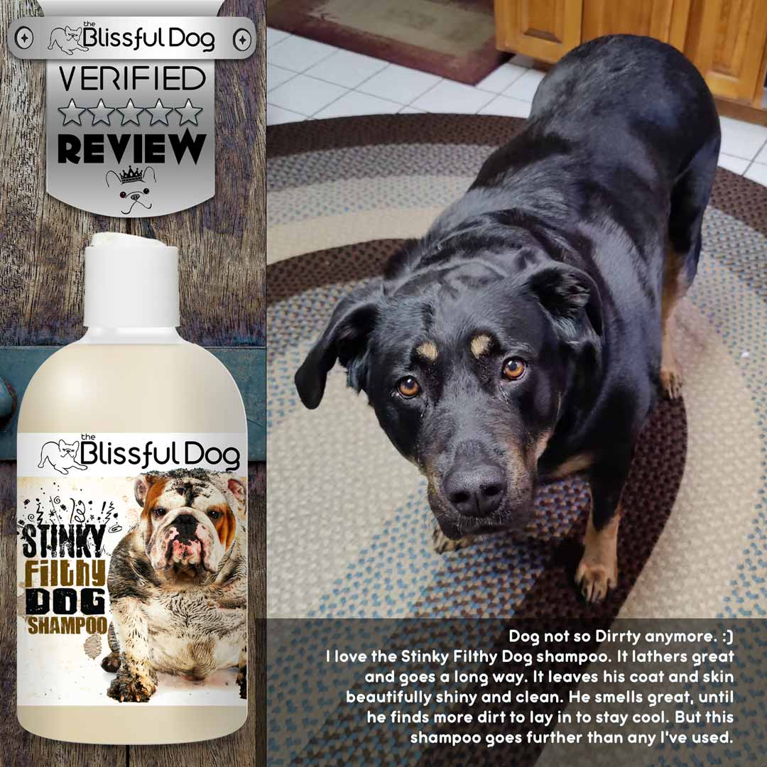 filthy stinky dog shampoo review