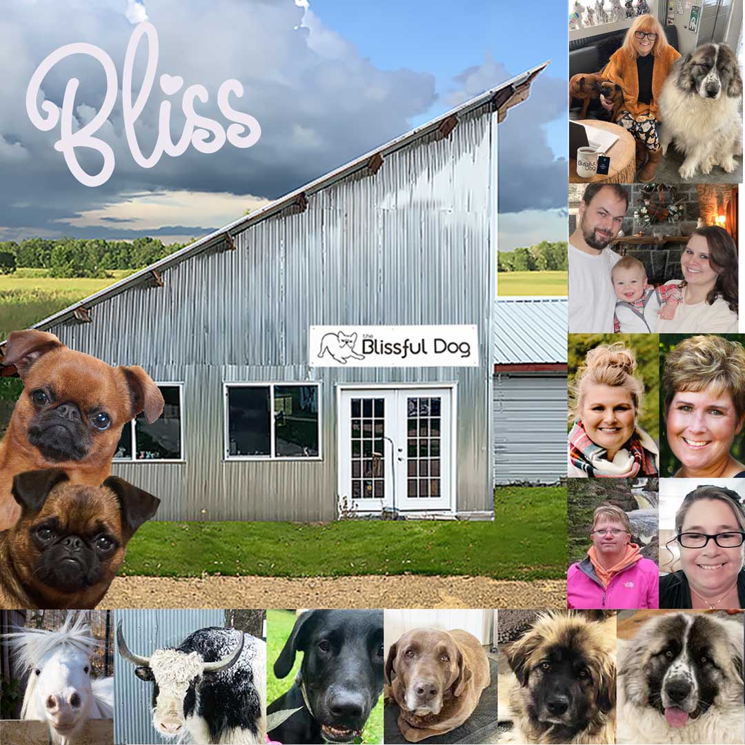 Blissful Dog Offices