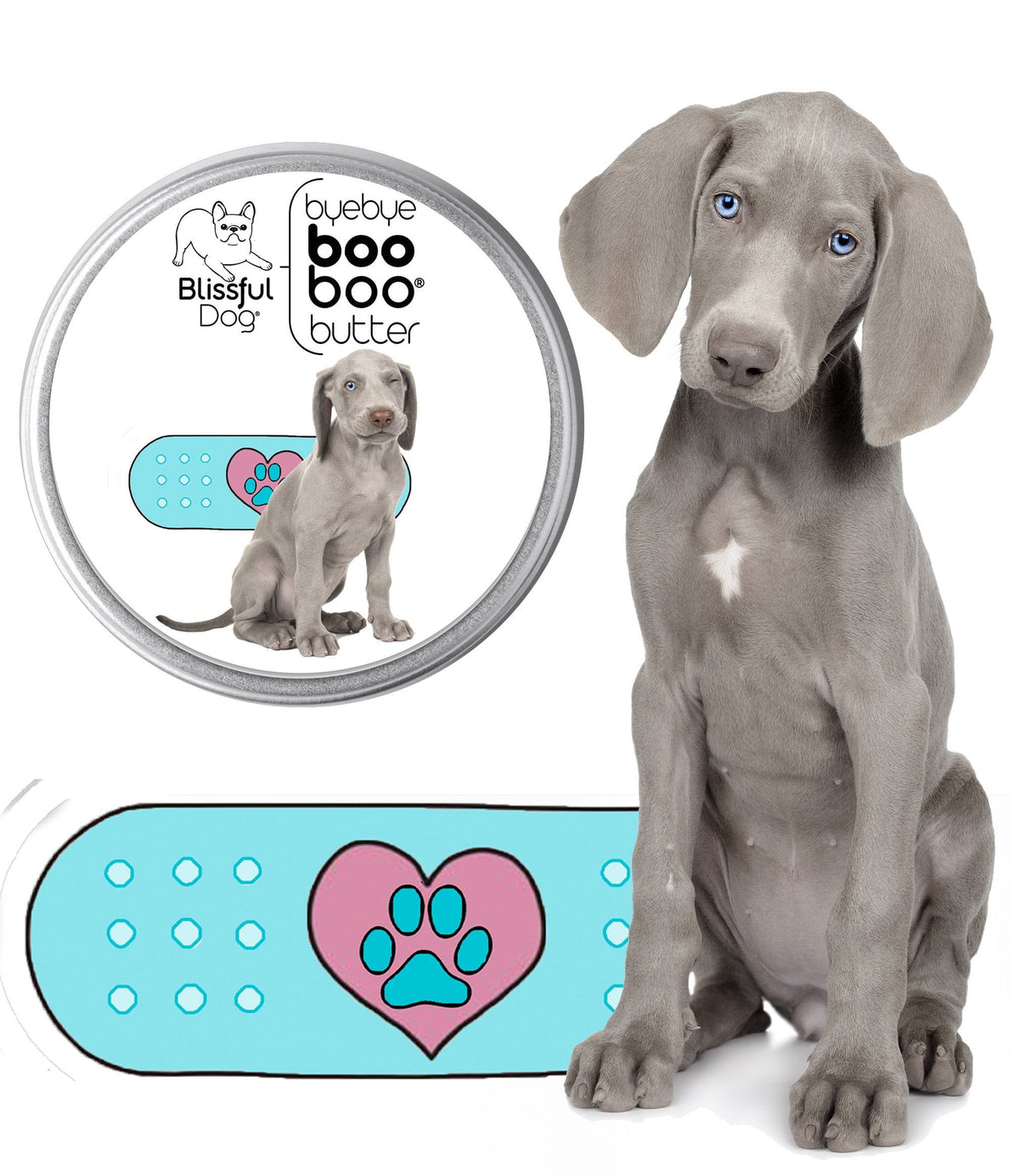 weimaraner puppy care