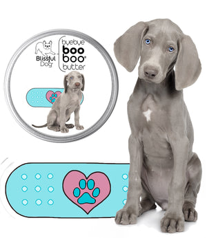 weimaraner puppy care