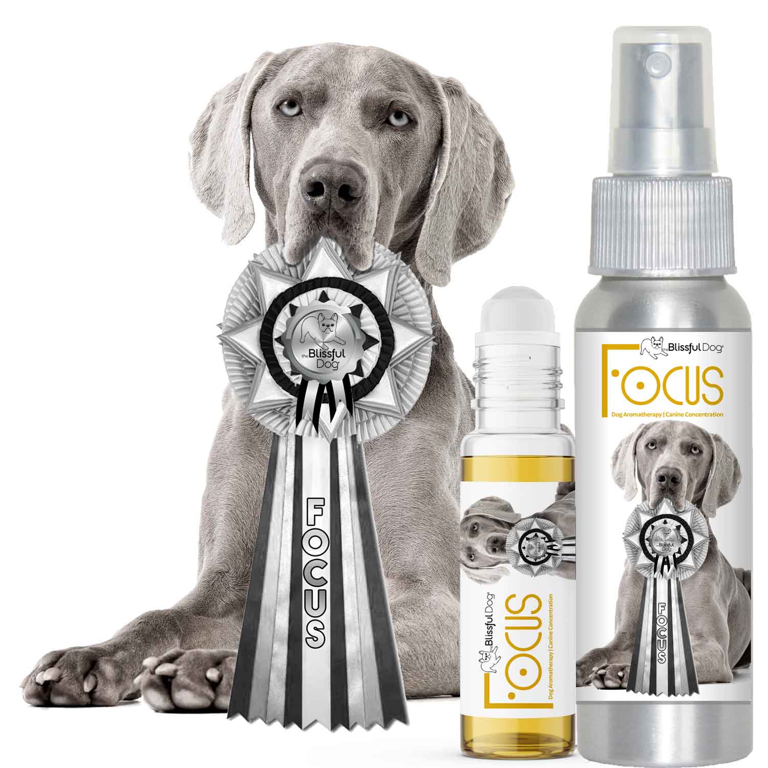 weimaraner focus dog aromatherapy for concentration