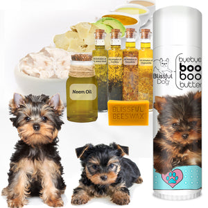 yorkshire terrier boo boo butter