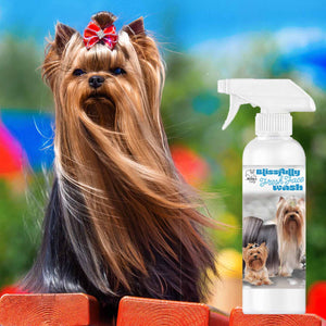 Yorkshire Terrier face shampoo