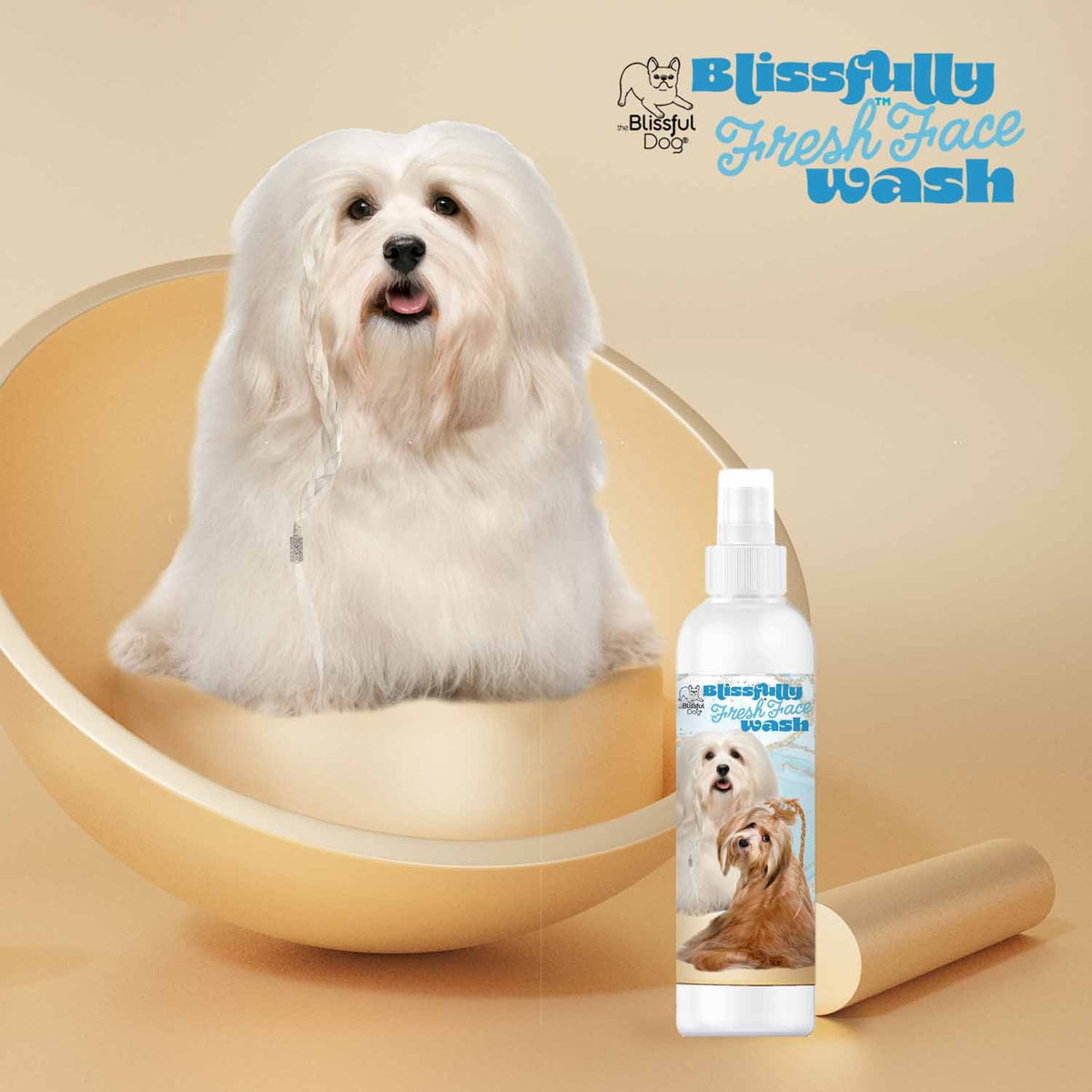 Havanese dog grooming