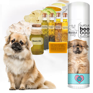 tibetan spaniel boo boo butter