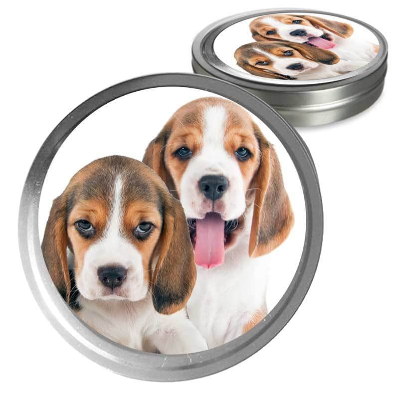 Beagle Custom Combo