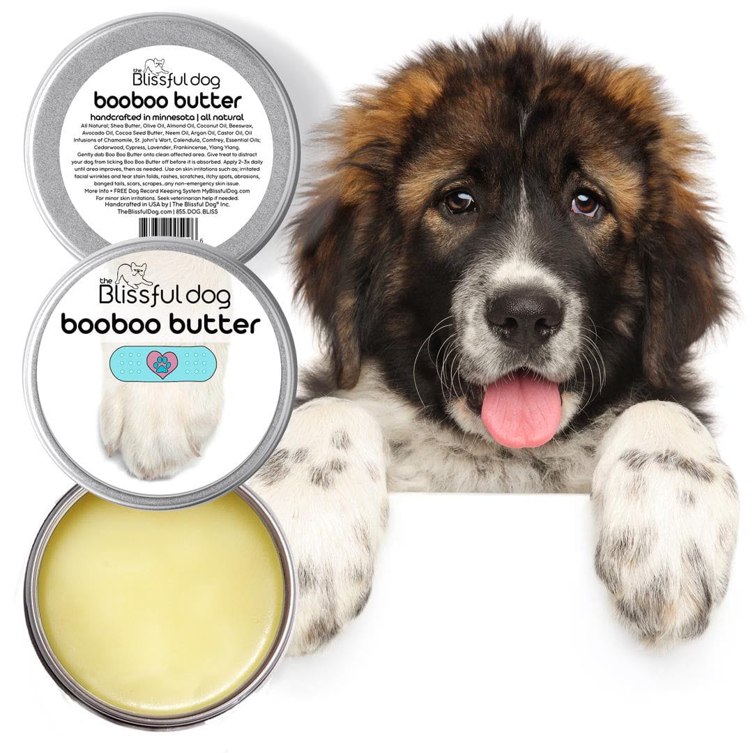 Goldendoodle Skin Care Combos for Healthy Noses, Paws & Elbows