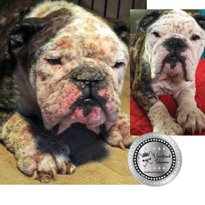 Bulldog Before & After Boo Boo Butter