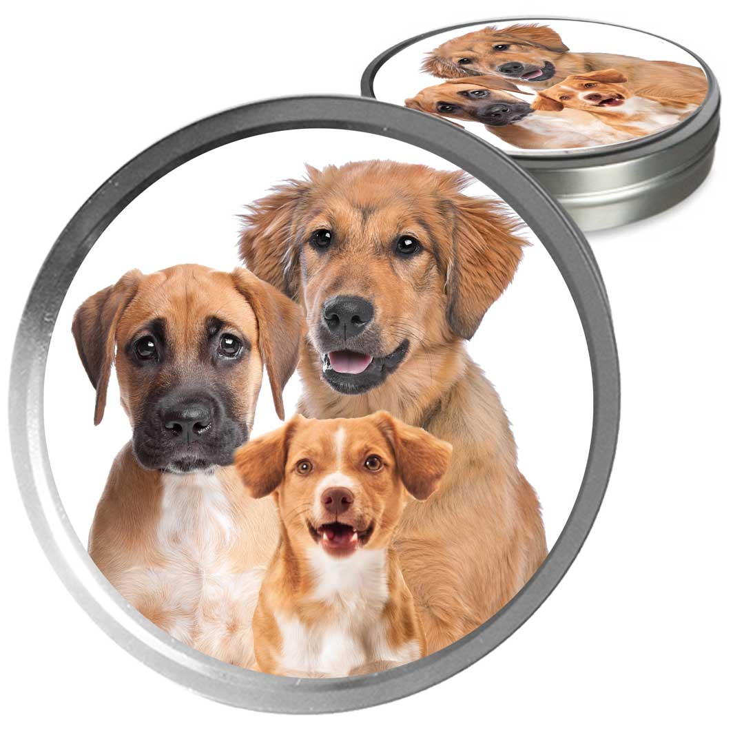 mixed breed dog care