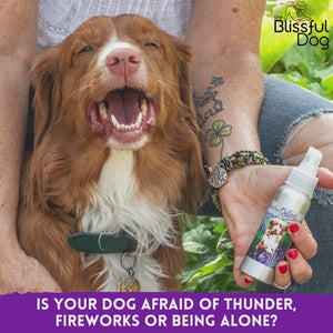 Basset Hound Relax Dog Aromatherapy