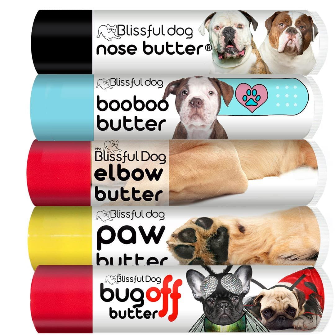 american bulldog puppy care