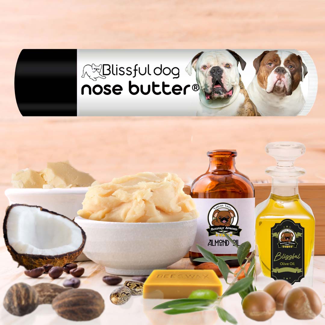 american bulldog dry nose