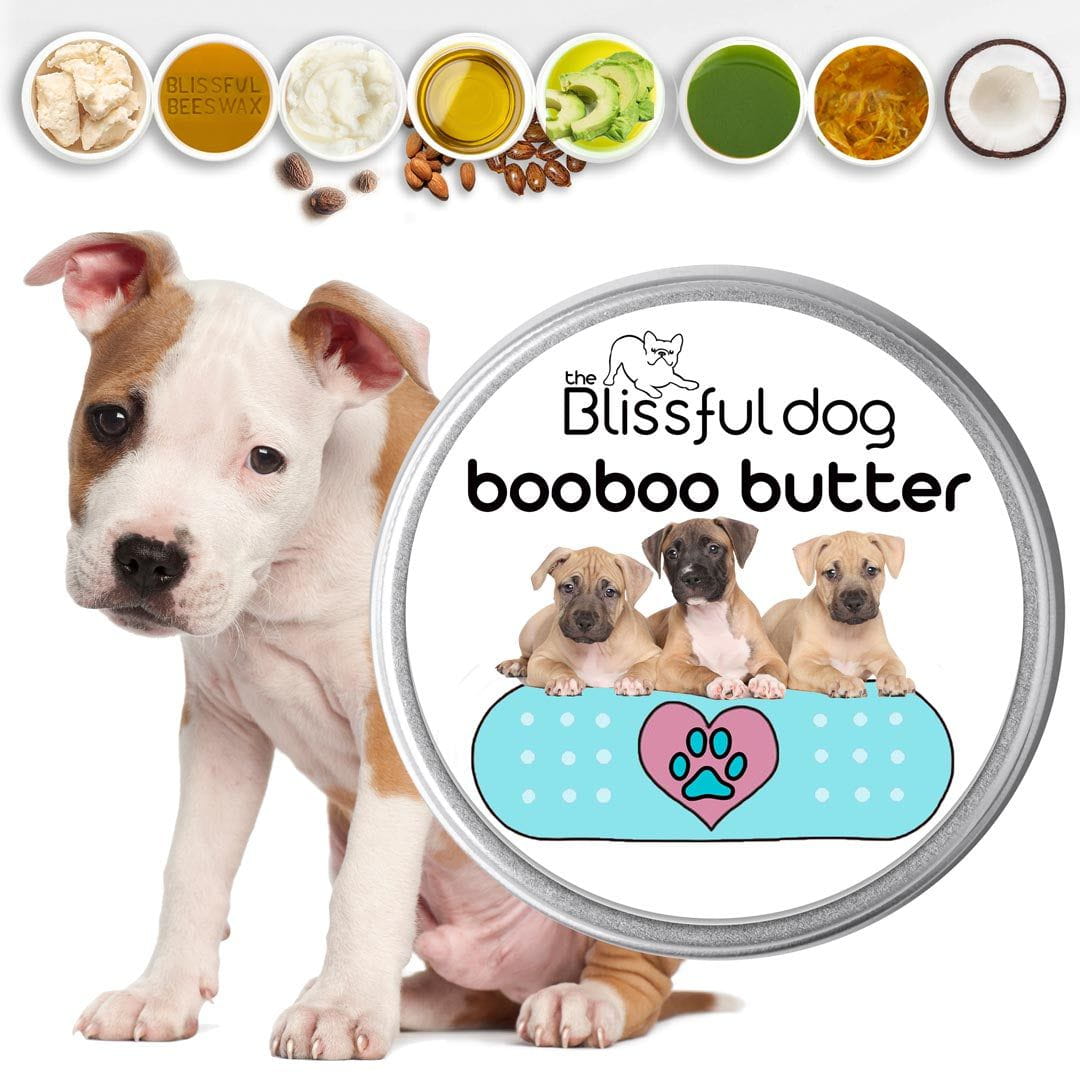 American Staffordshire Terrier Custom Combo