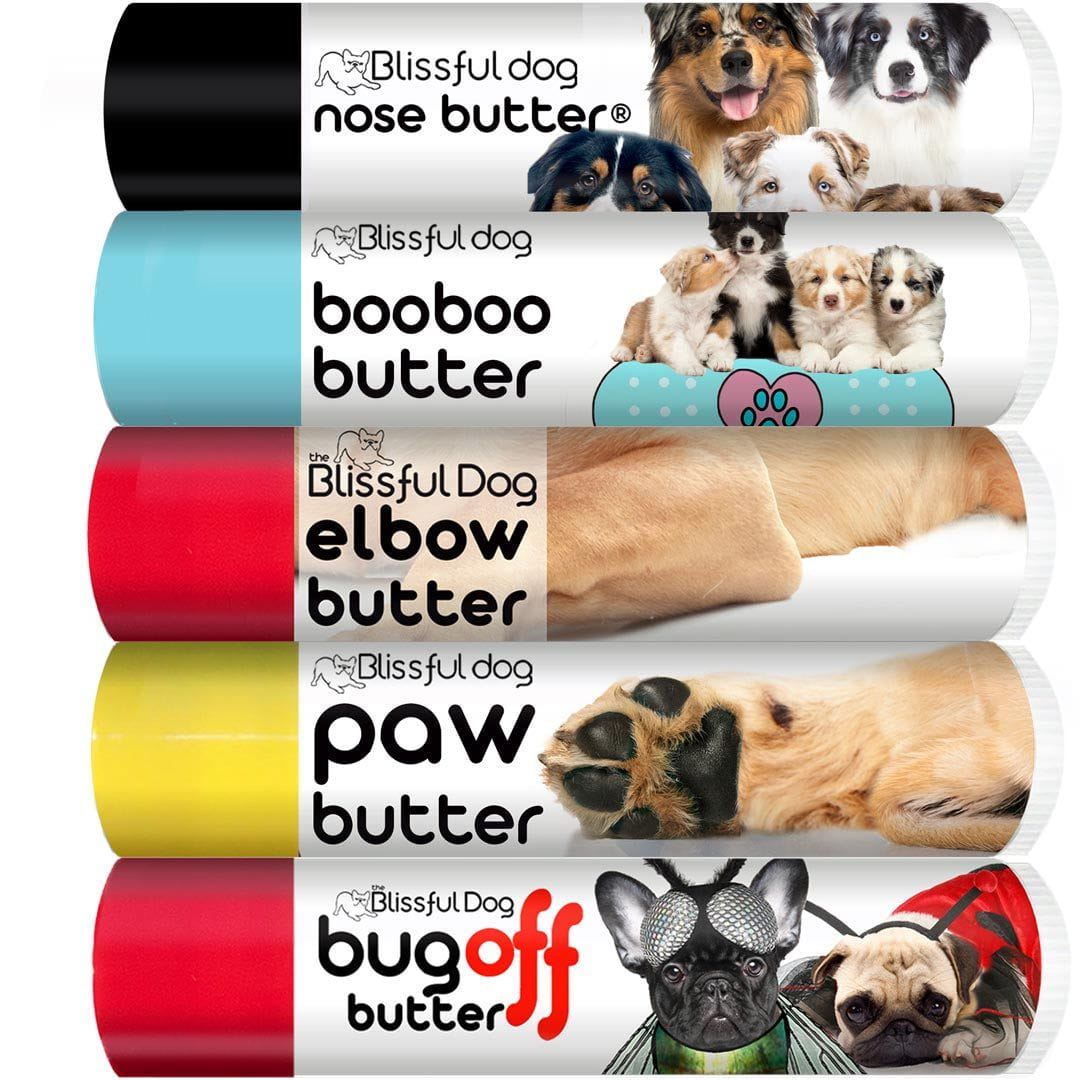 australian shepherd care grooming