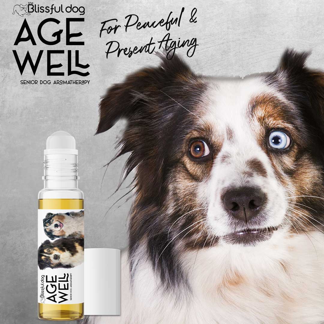australian shepherd aging care