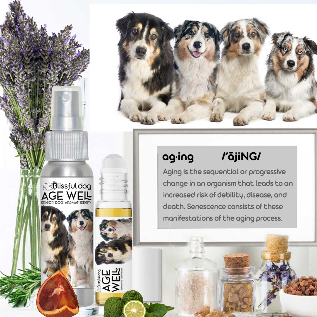 Australian Shepherd Age Well Dog Aromatherapy Aussie Rescue Dogs