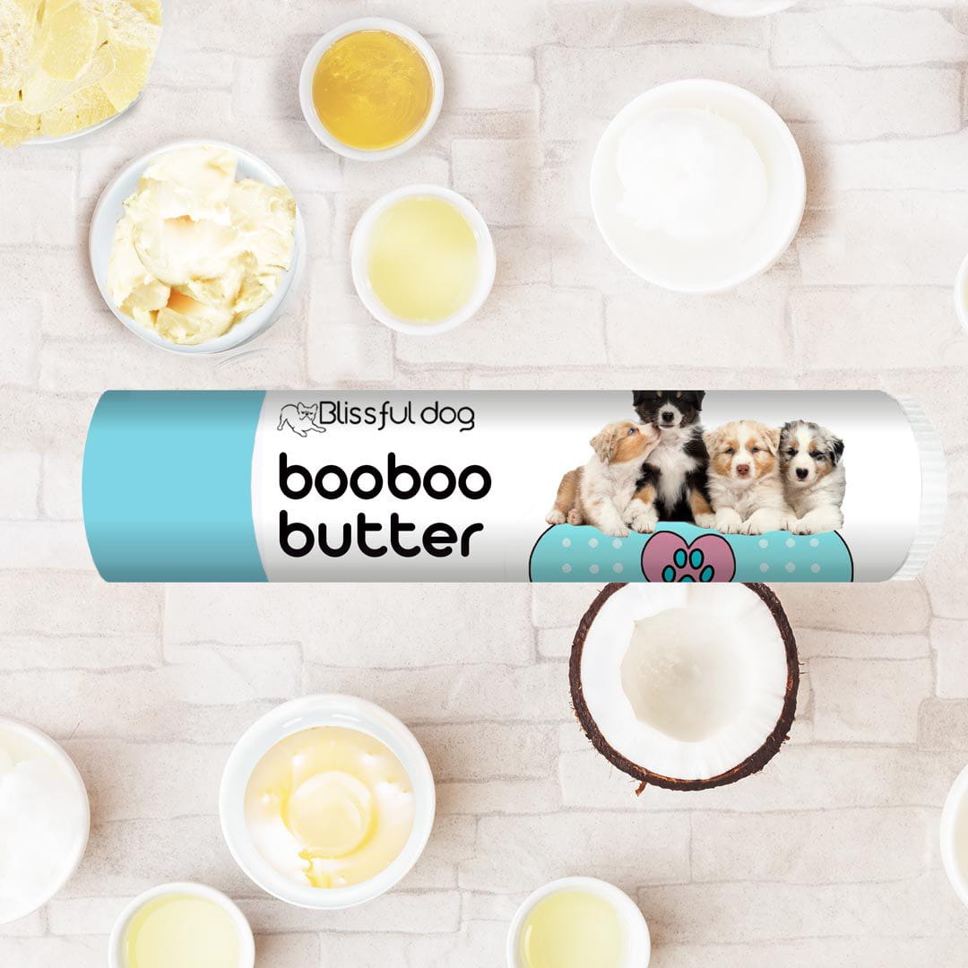 australian shepherd puppies