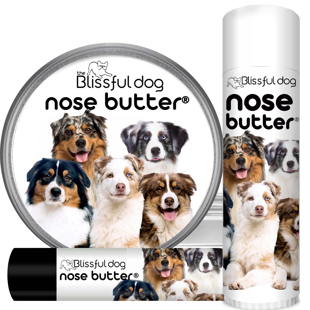 australian shepherd nose is dry