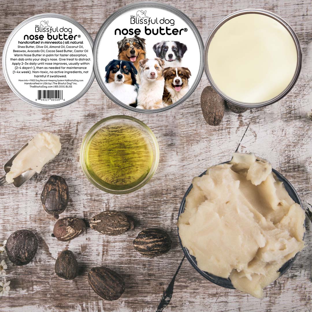 mini australian shepherd