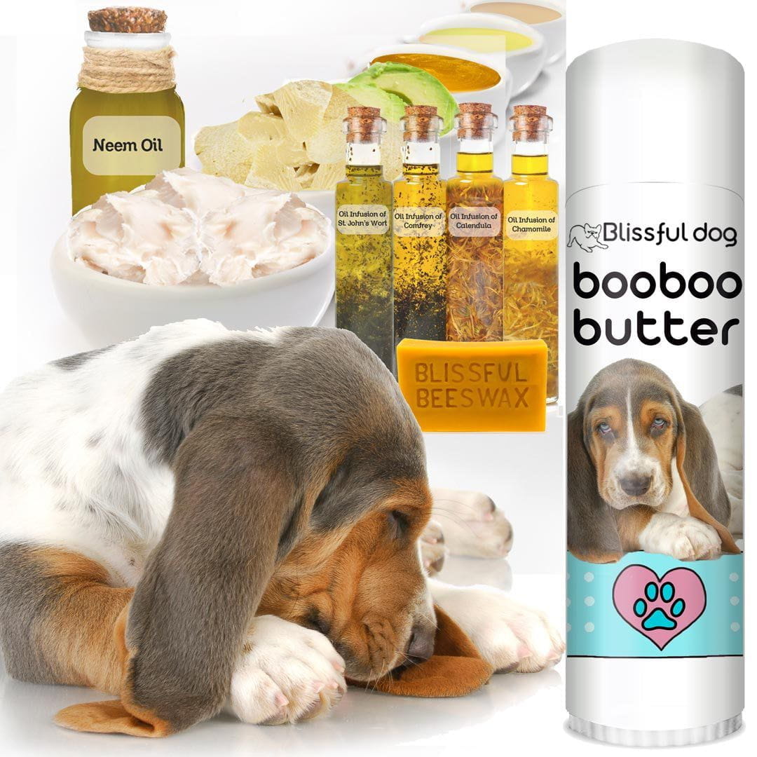 St john's store wort for dogs