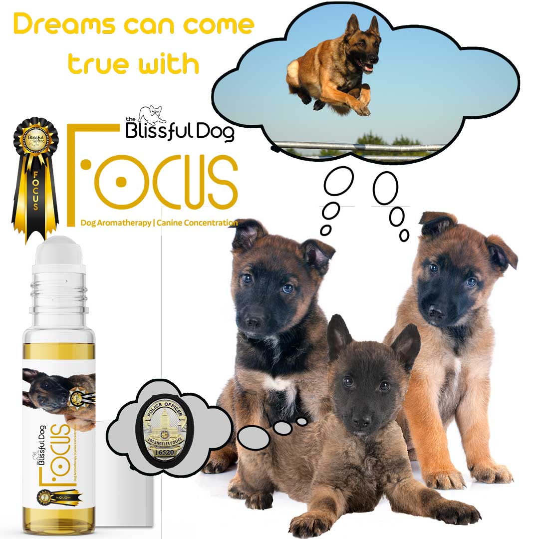 Canine aromatherapy shop