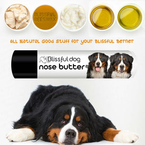 bernese mountain dog nose care
